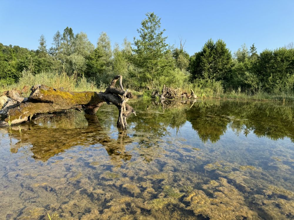 Kleiner Teich.